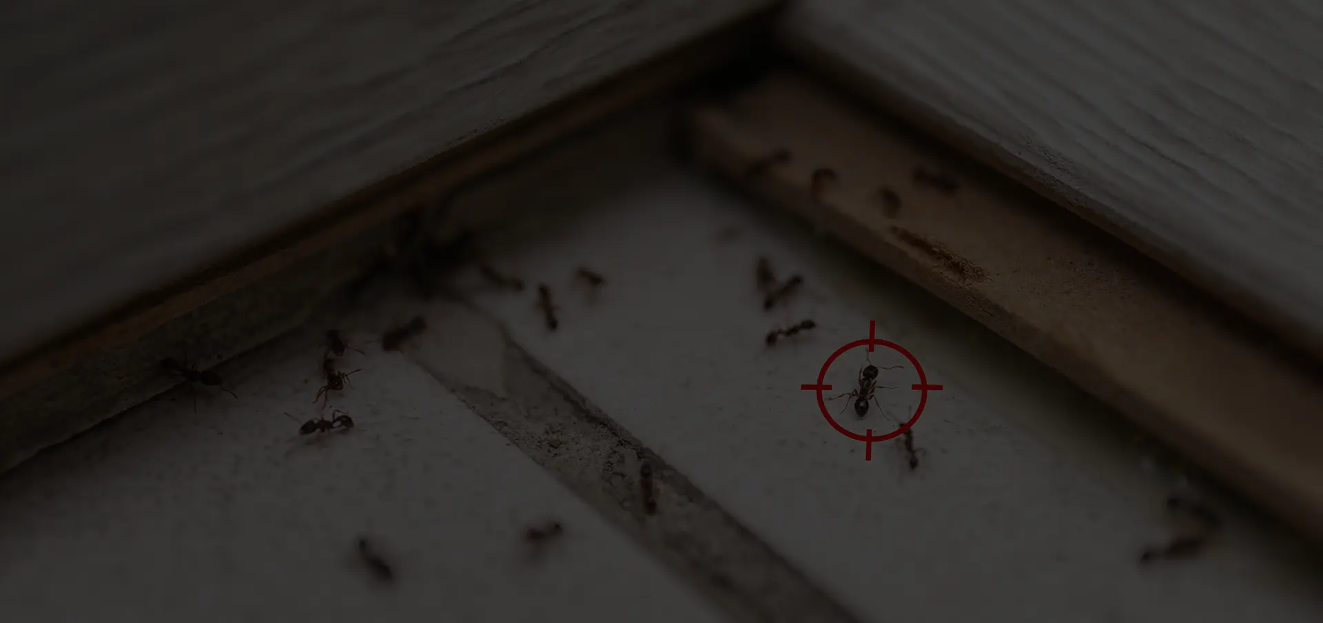 Fourmis dans la maison, comment s'en débarrasser